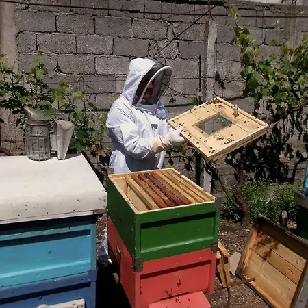 Lola ולבונה